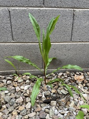 Lactuca pulchella