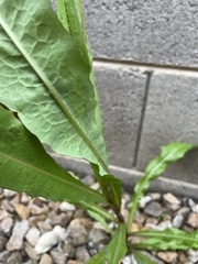 Lactuca pulchella
