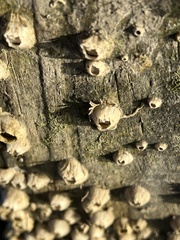 Amphibalanus improvisus