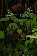 Miconia solenifera