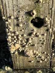 Amphibalanus improvisus