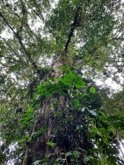 Ficus costaricana