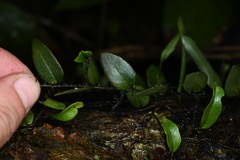 Microgramma reptans image