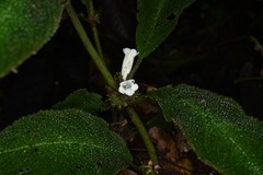 Nautilocalyx pictus