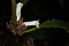 Nautilocalyx pictus