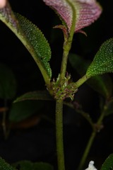 Nautilocalyx pictus