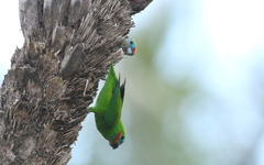 Cyclopsitta diophthalma