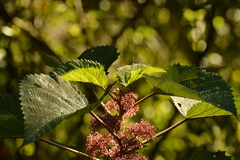 Urera baccifera