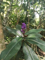 Dichorisandra thyrsiflora