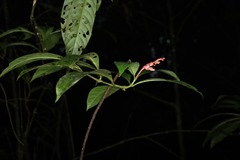 Palicourea calophylla