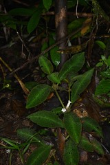 Nautilocalyx pictus