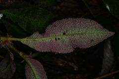 Nautilocalyx pictus