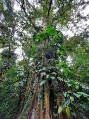 Ficus costaricana