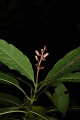 Palicourea calophylla