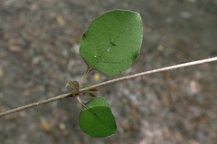 Coprosma rotundifolia