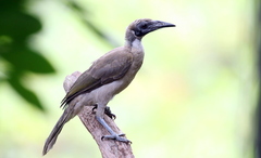 Philemon buceroides yorki