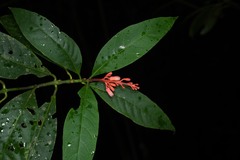 Palicourea calophylla