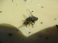 Formica integra