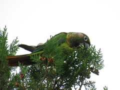Pyrrhura frontalis