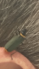 Chauliognathus lugubris