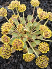 Pozoa