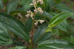 Miconia ciliata