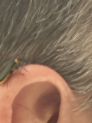 Chauliognathus lugubris