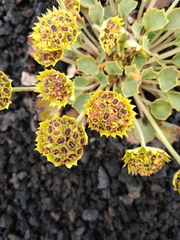 Pozoa