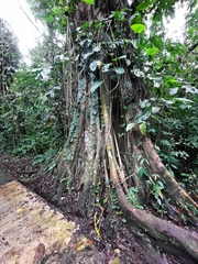 Ficus costaricana