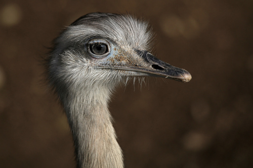 Greater Rhea