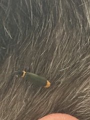 Chauliognathus lugubris