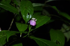 Palicourea urceolata