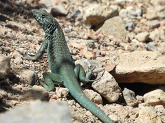 Liolaemus chillanensis