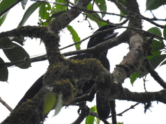 Cephalopterus penduliger