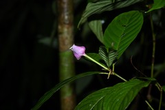 Palicourea urceolata