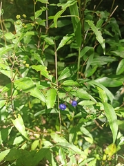 Psychotria leiocarpa