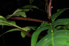 Philodendron squamiferum