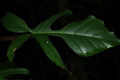 Philodendron squamiferum