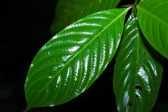 Palicourea urceolata