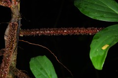 Philodendron squamiferum