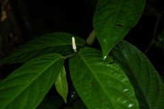 Piper demeraranum