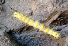 Ormiscodes amphimone