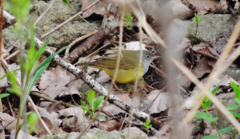 Oporornis agilis