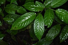 Piper demeraranum