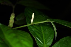 Piper demeraranum
