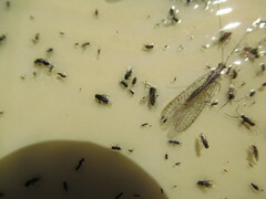 Eremochrysa punctinervis