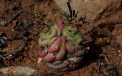 Crassula hemisphaerica