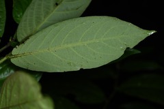 Piper demeraranum