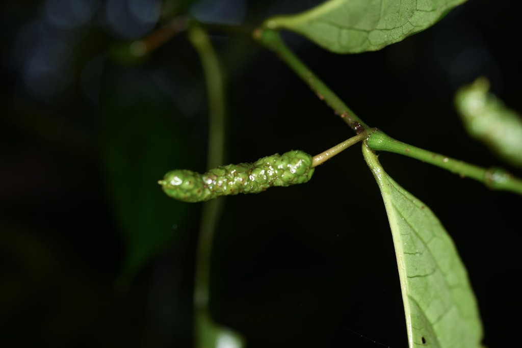 Piper nigrispicum