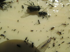 Eremochrysa punctinervis